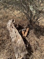 IMG_2942.jpeg