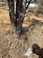 IMG_2953.jpeg