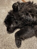 IMG_6748.jpeg