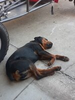 Guard dog..jpg