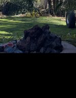 IMG_5156.jpeg IMG_5156.jpeg