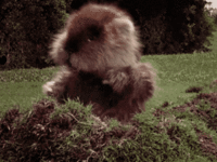 IMG_0799.gif