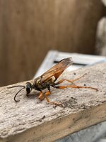 IMG_7809.jpeg