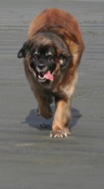 beast on the beach.jpg