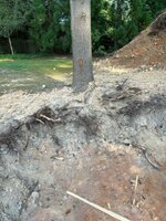 treeroot2.jpg treeroot2.jpg