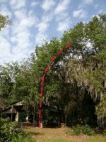 1320-Dead-Tree-11.JPG 1320-Dead-Tree-11.JPG