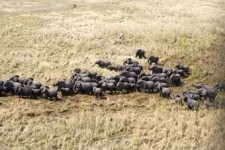 elephant_herd_ELKAN_FAY.JPG