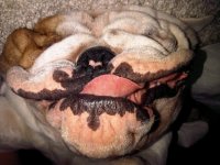 duds upsidedown.jpg