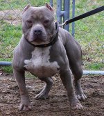 caponepitbull5.jpg