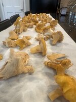 IMG_8102.jpeg
