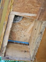 nest_zoom_in.jpg nest_zoom_in.jpg