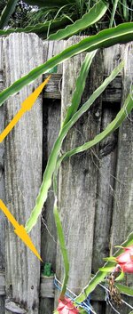 2023 Dragon Fruit - Rats 3.jpg 2023 Dragon Fruit - Rats 3.jpg