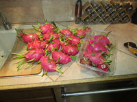 2023 Dragon Fruit Crop 2.jpg 2023 Dragon Fruit Crop 2.jpg