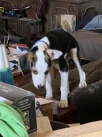 IMG_2561.jpeg