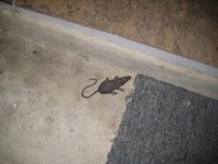 gj eek                     a plastic mouse.JPG