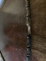 IMG_2965.jpeg IMG_2965.jpeg