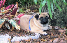 Ellie Under Tree.jpg
