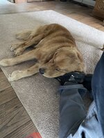 IMG_0780.jpeg