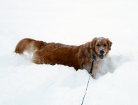 Lucy's Snow Pose.jpg