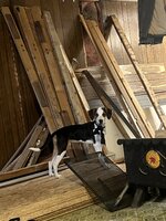 IMG_2920.jpeg