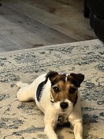 IMG_7108.jpeg