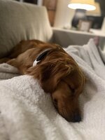 IMG_9454.jpeg