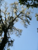 1487-Tree-24.JPG