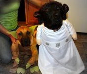 dogs halloween.jpg
