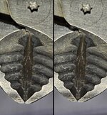 NWS Pliers Cutting Edge Overlap 2.jpg