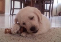 chloe1.jpg