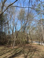 Walnut Tree_2.jpg