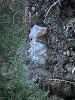 IMG_6128.jpeg