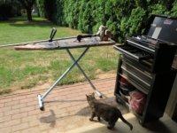 portable workbench.jpg