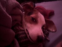IMG_3313.jpeg