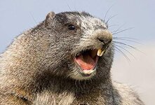 Marmot.jpg