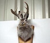 Unlucky_Jackalope_4891624513.jpg
