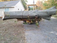 Tree.jpg