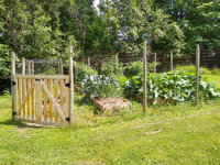 2020-07-10+garden.jpg