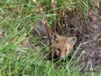 Baby fox.jpg
