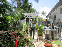 Mahogany Pruning 3.jpg