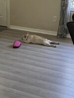 IMG_8023.jpeg