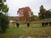 Cows next door-2.JPG