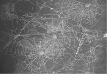 cobweb.jpg