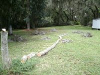 2158-Tree-In-Driveway-10.JPG