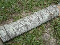 2159-Tree-In-Driveway-12.JPG