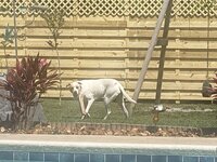 IMG_2600.jpeg