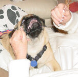 Ellie Flossing.jpg Ellie Flossing.jpg