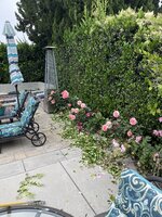 IMG_3257.jpeg