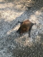 IMG_4379.jpeg IMG_4379.jpeg