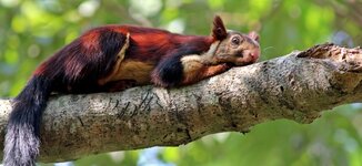 malabar-giant-squirrel.jpg malabar-giant-squirrel.jpg